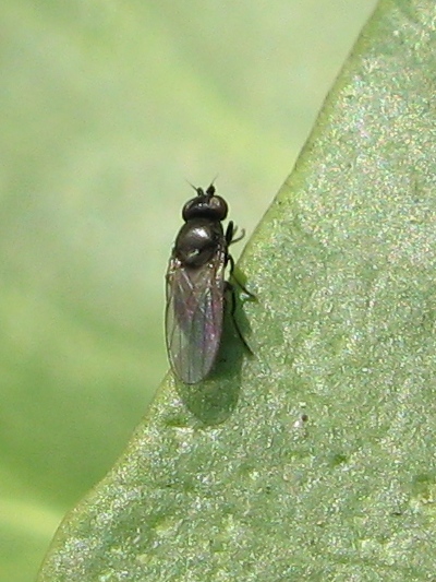 Possibile Oscinella sp. (Chloropidae)